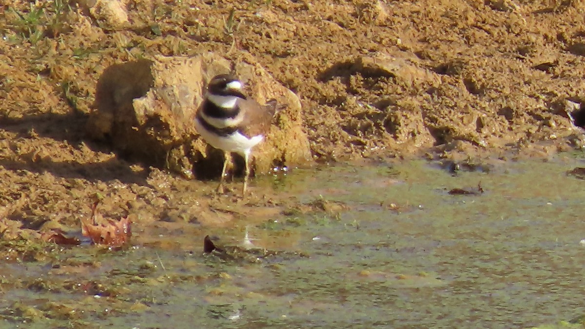 Killdeer - ML643808182