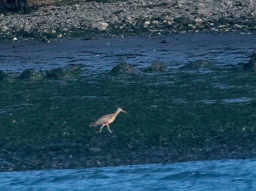 アメリカチュウシャクシギ - ML643808184