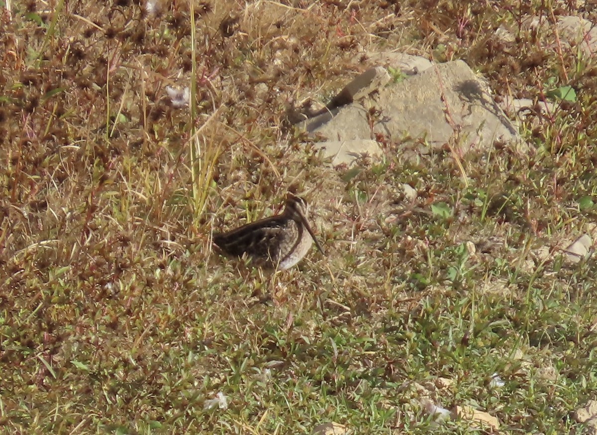 Wilson's Snipe - ML643808192