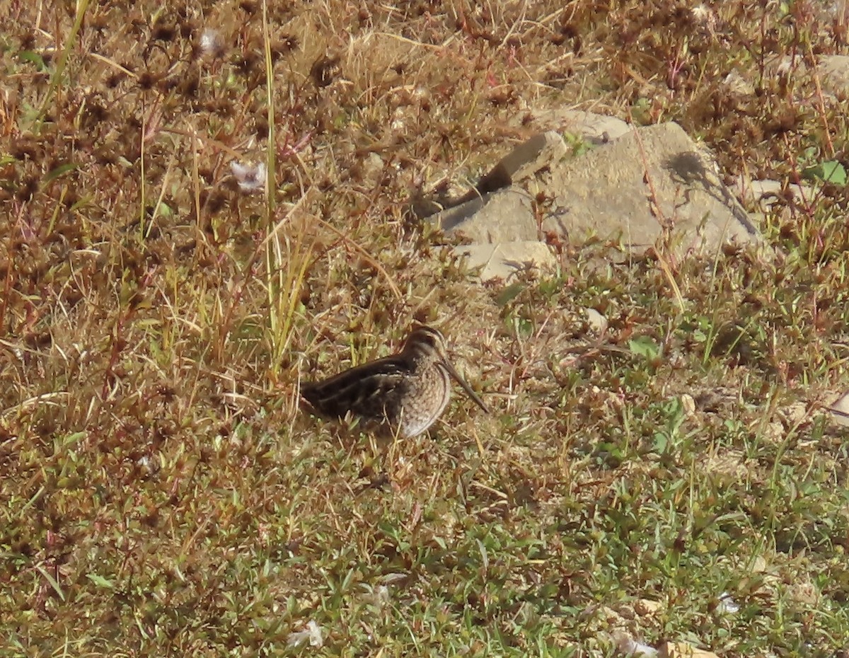Wilson's Snipe - ML643808193