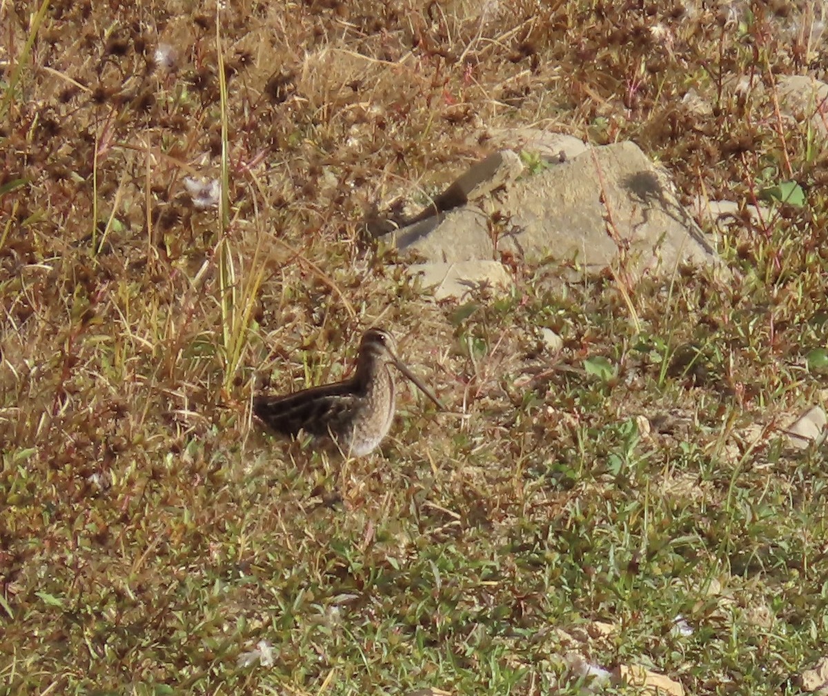 Wilson's Snipe - ML643808194