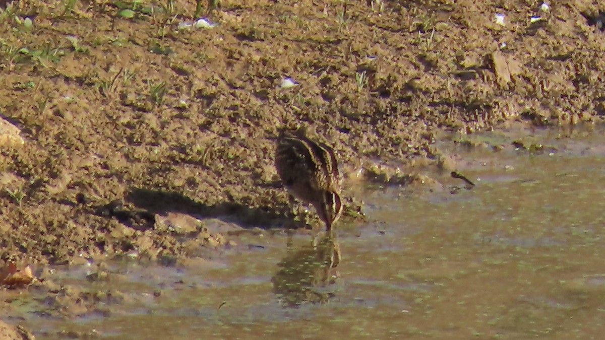 Wilson's Snipe - ML643808195