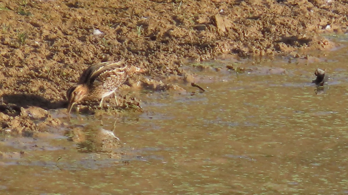 Wilson's Snipe - ML643808196