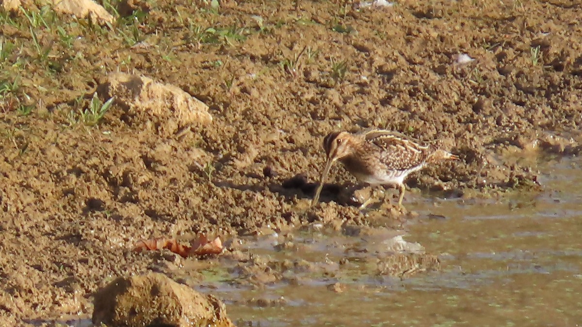 Wilson's Snipe - ML643808197