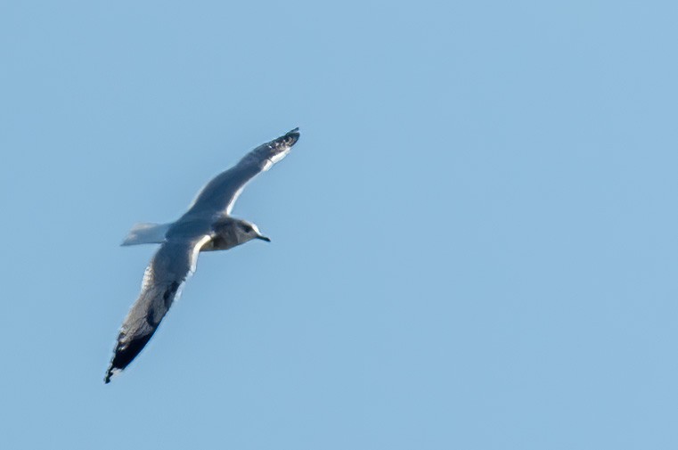 コカモメ - ML643808198