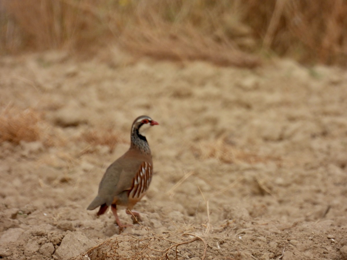 Red-legged Partridge - ML643808203
