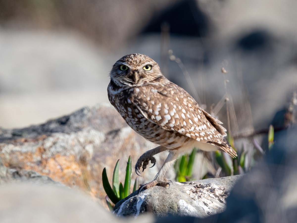 Burrowing Owl - ML643808205