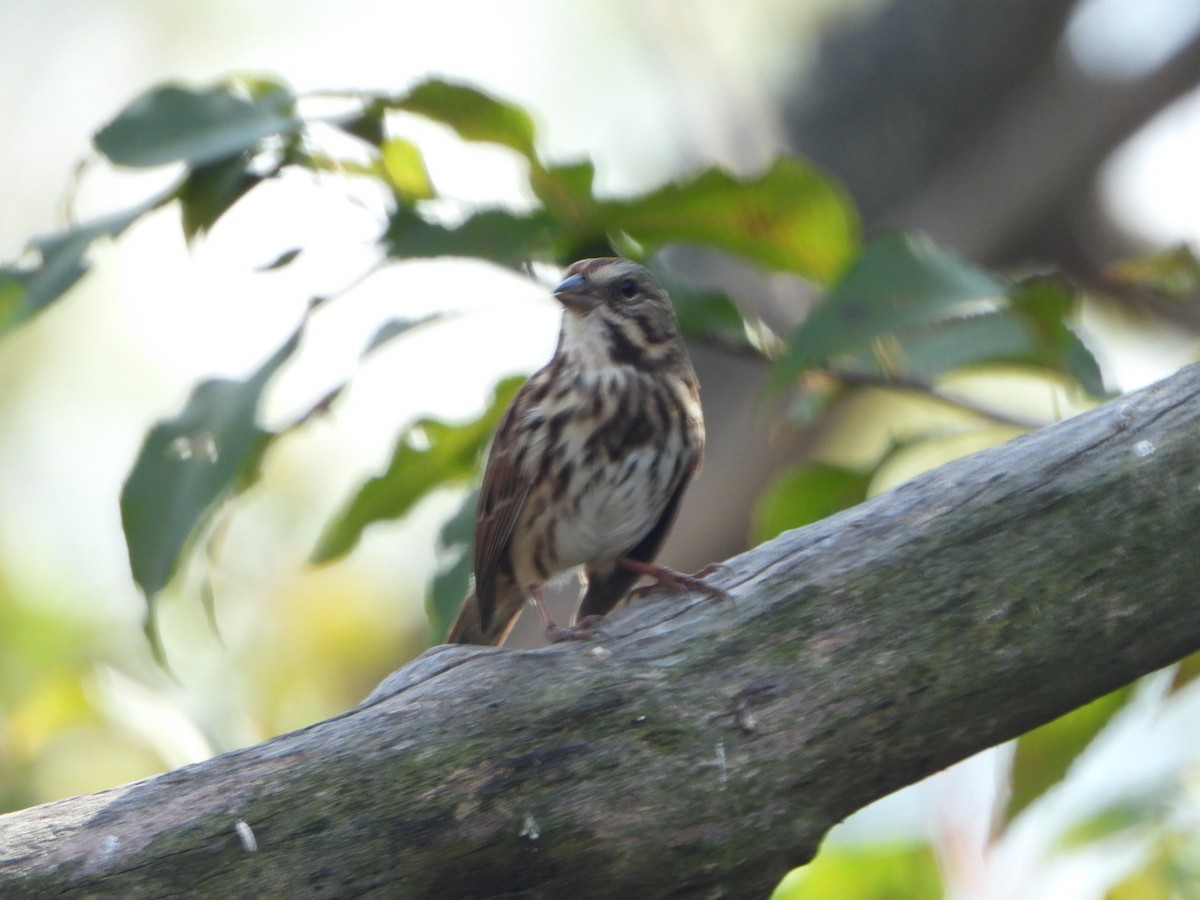 Song Sparrow - ML643808206