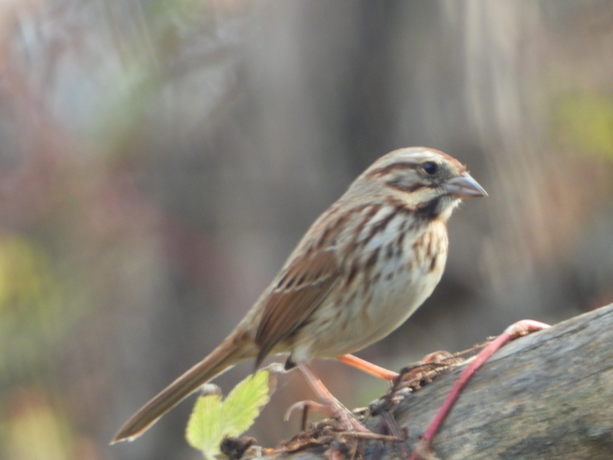 Song Sparrow - ML643808207