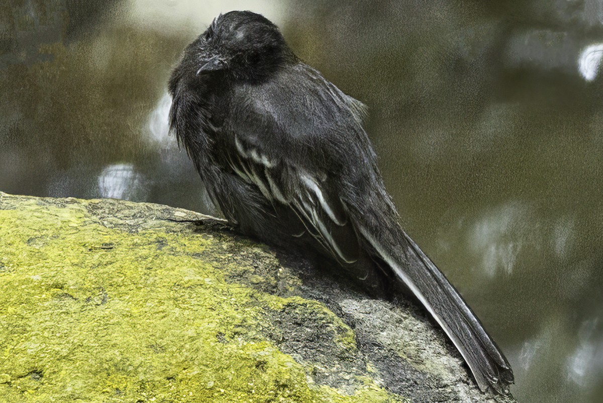Black Phoebe - ML643808210