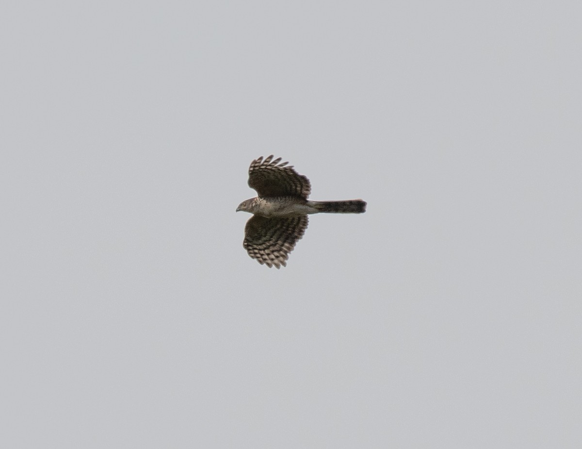 African Goshawk - ML643808211