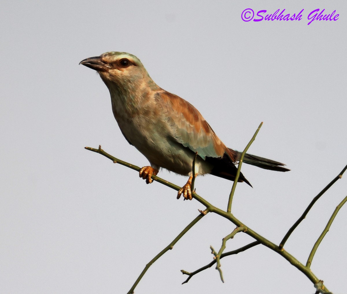 European Roller - ML643808215