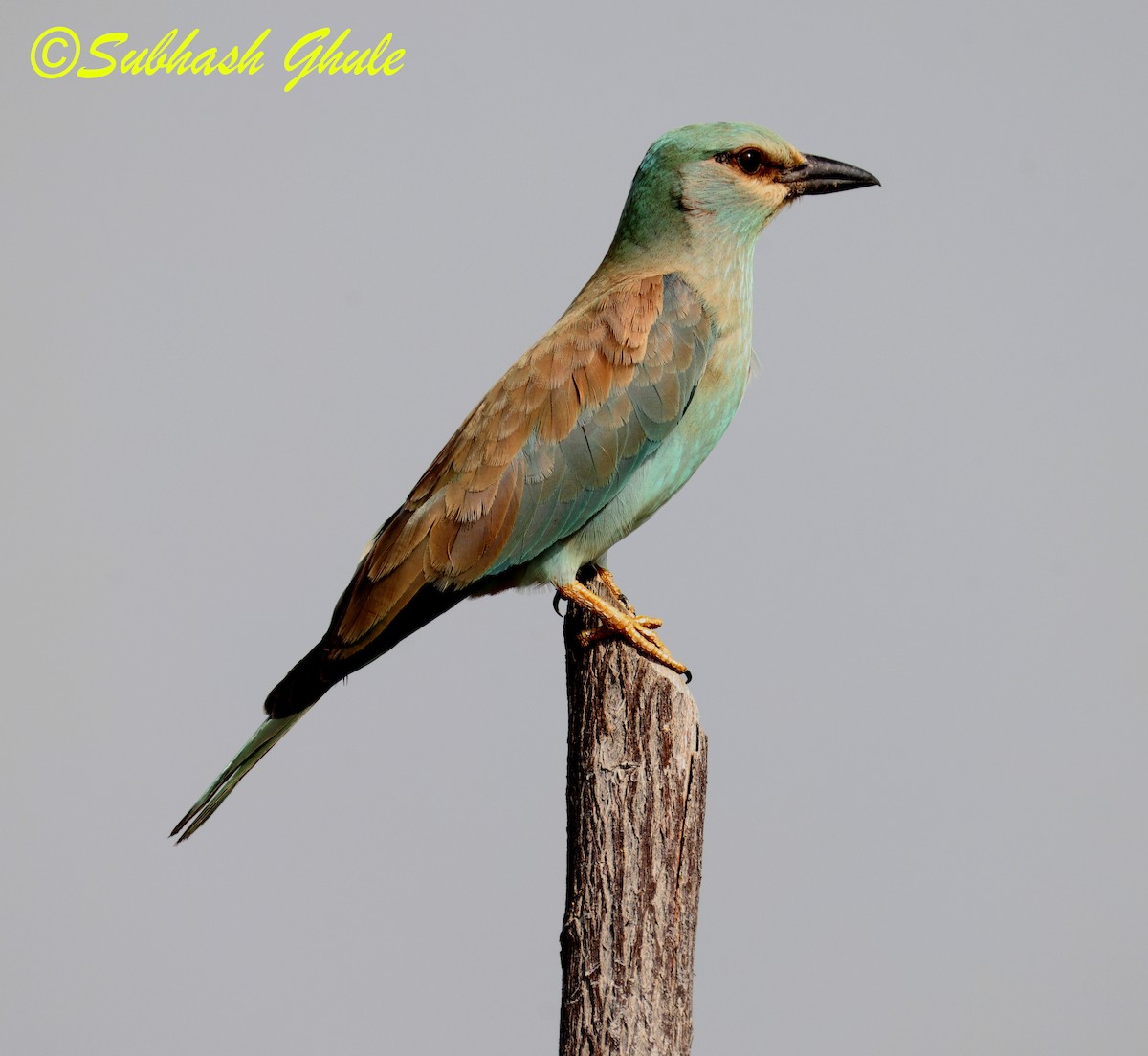 European Roller - ML643808216