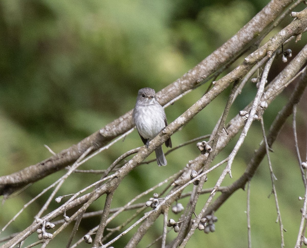 African Dusky Flycatcher - ML643808217