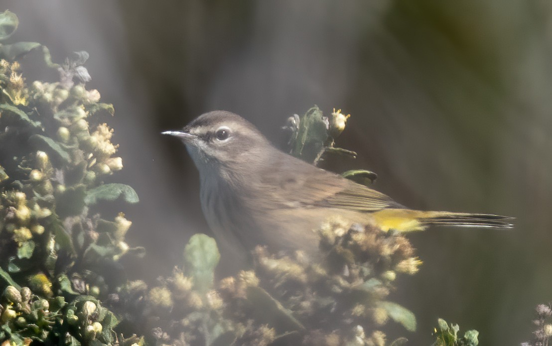 Palm Warbler - ML643808221