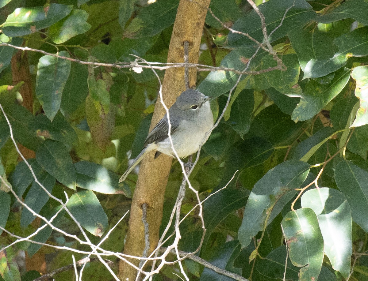 White-eyed Slaty-Flycatcher - ML643808222