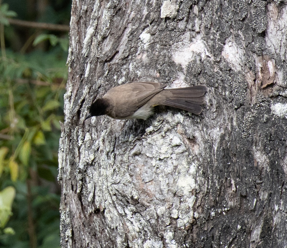 Common Bulbul - ML643808224