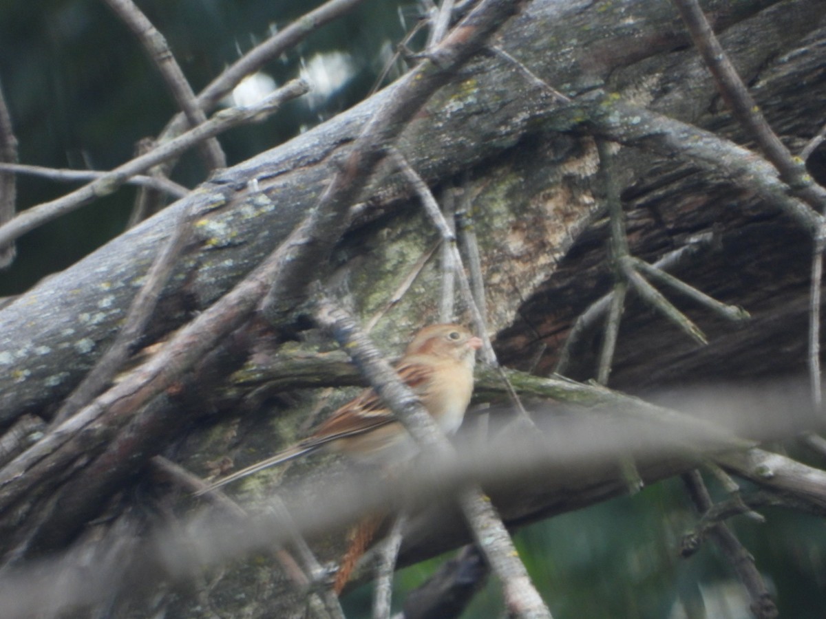 Field Sparrow - ML643808226