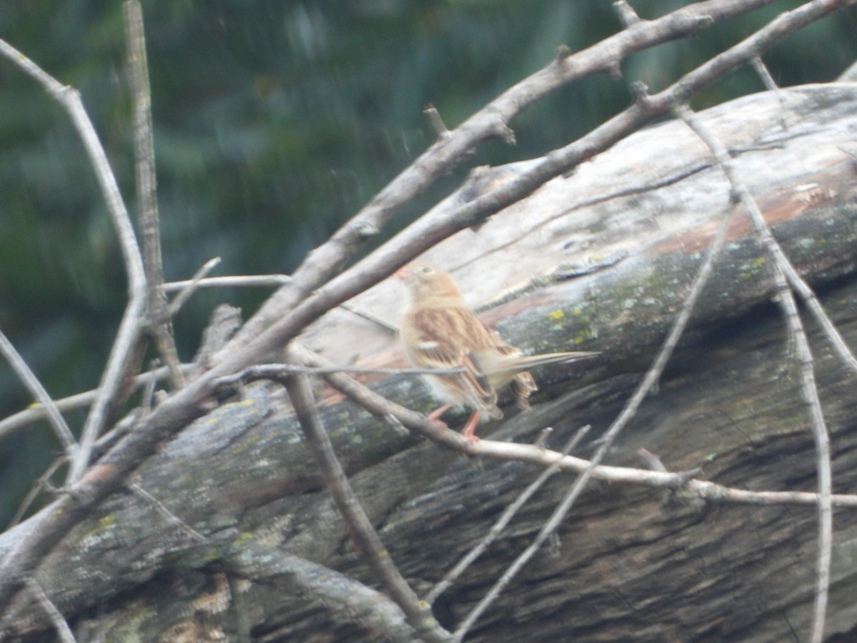 Field Sparrow - ML643808227