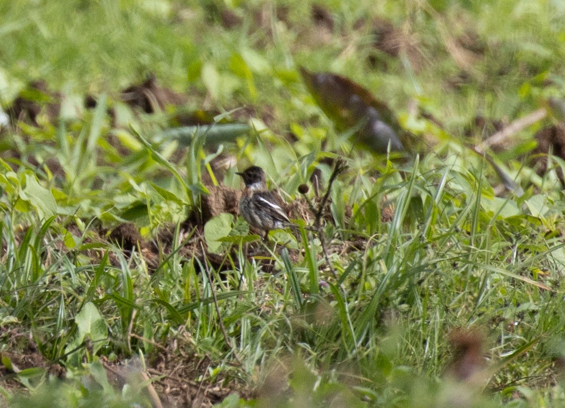 African Stonechat - ML643808228