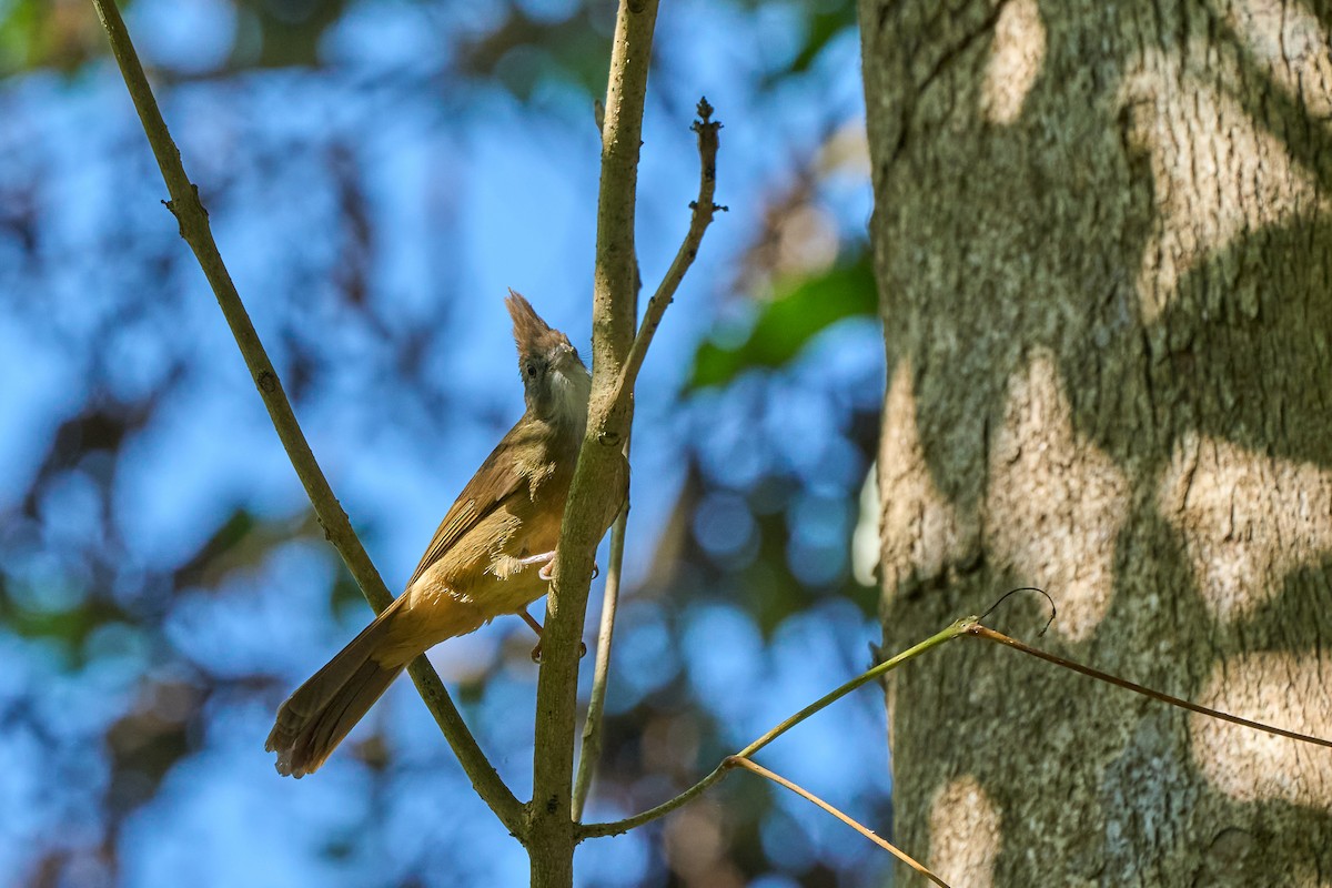 Puff-throated Bulbul (Puff-throated) - ML643808234