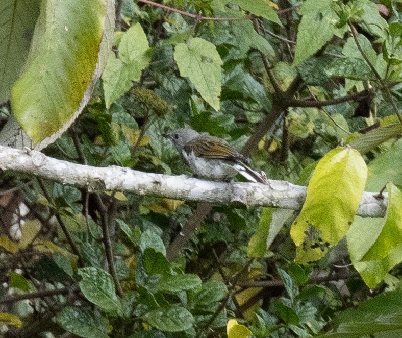 Lesser Honeyguide - ML643808239