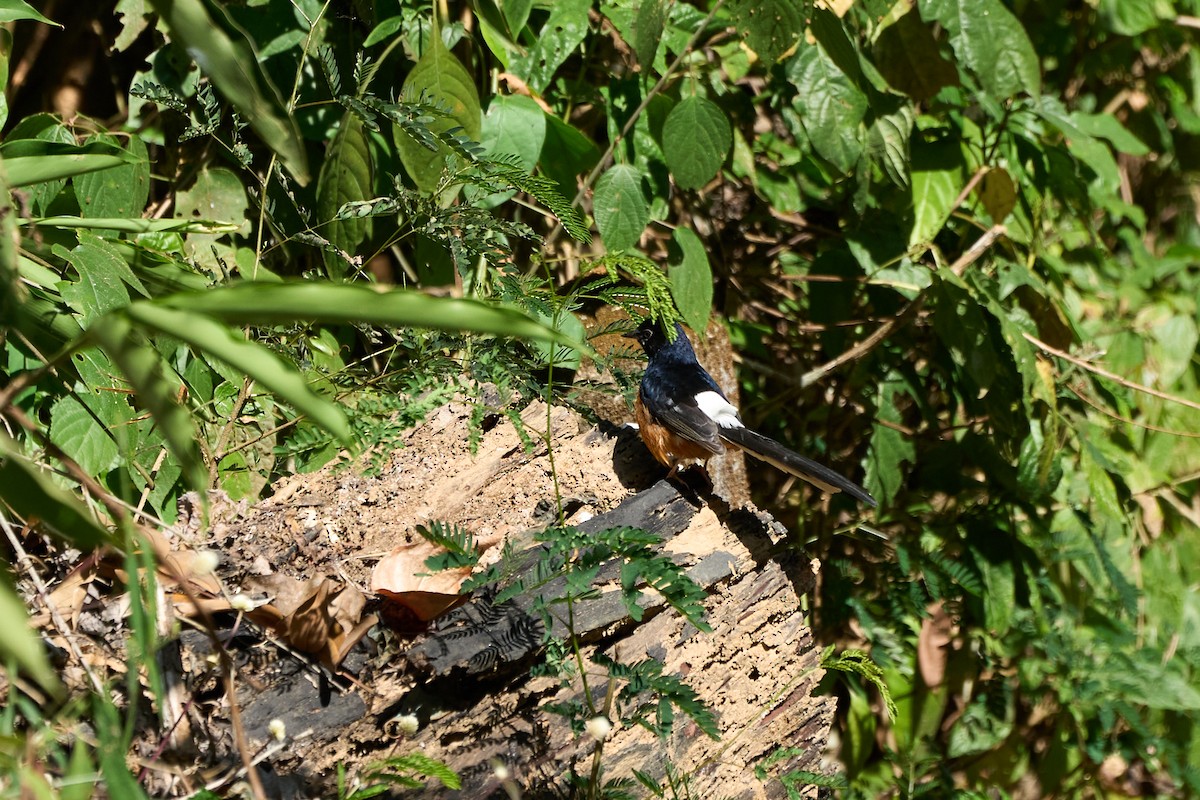 White-rumped Shama (White-rumped) - ML643808254