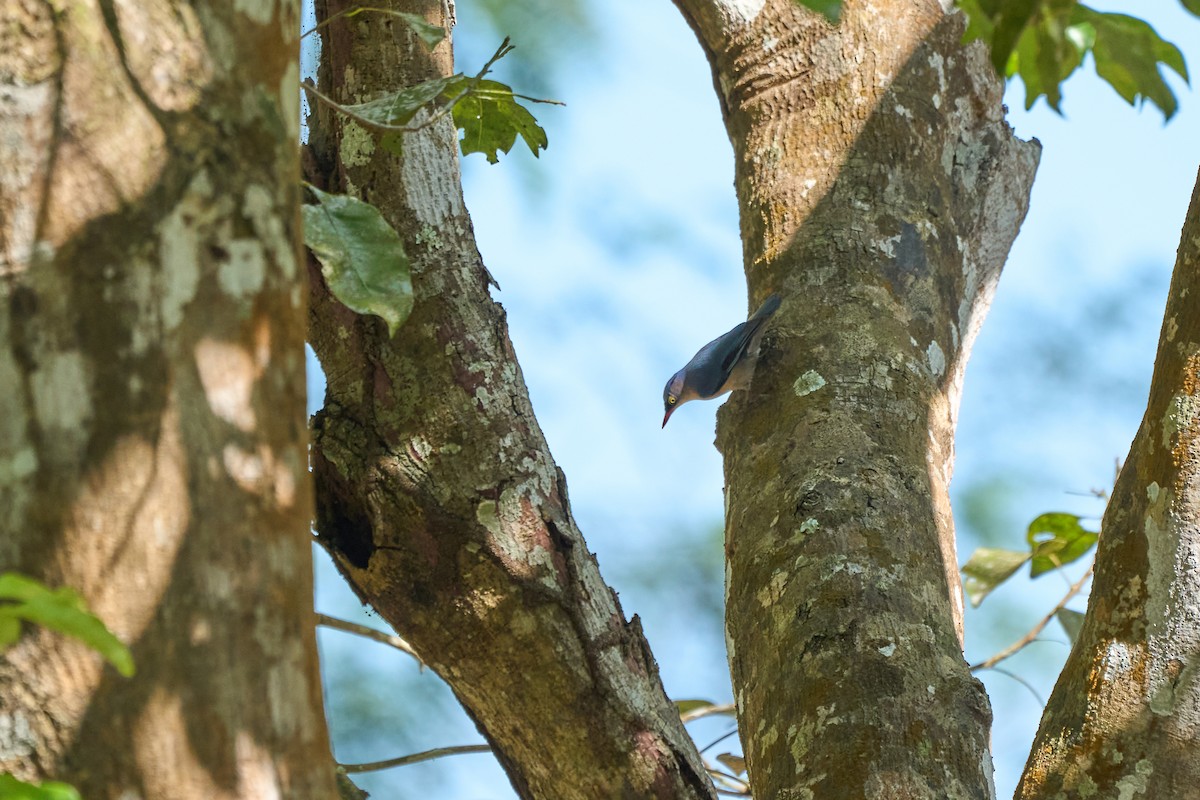 Velvet-fronted Nuthatch - ML643808258