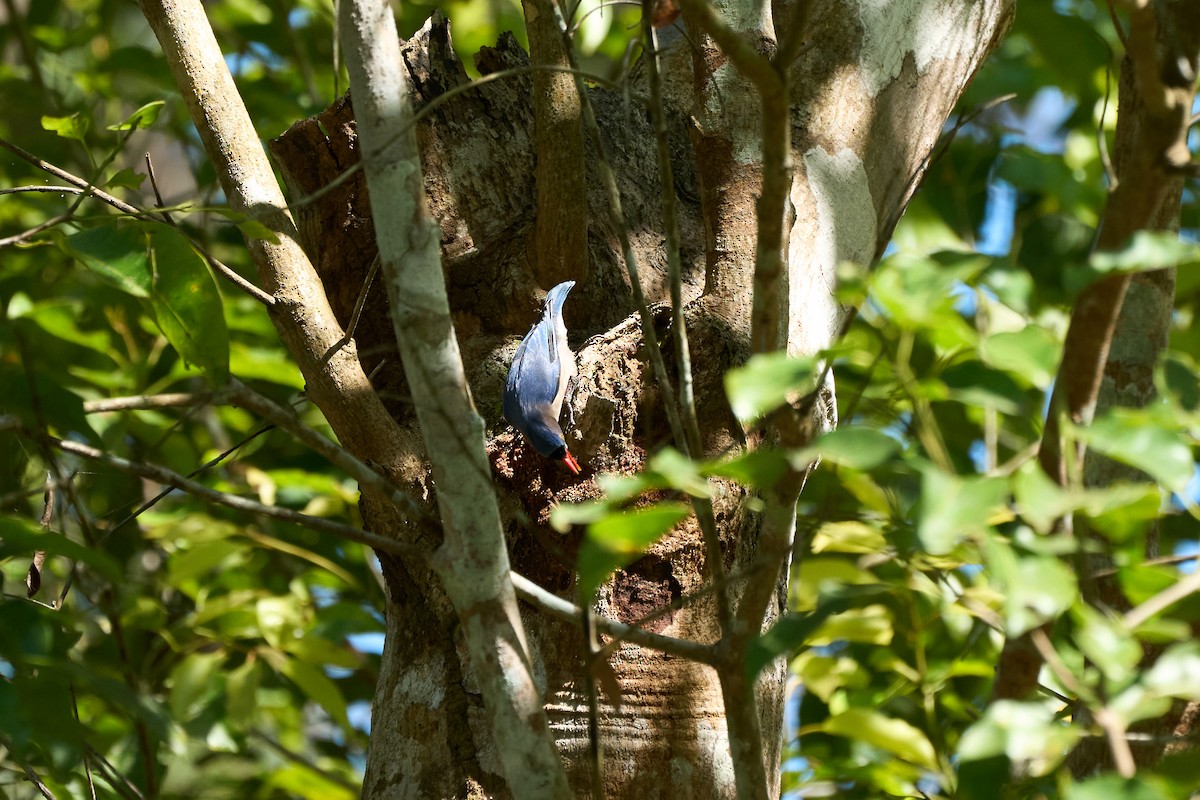 Velvet-fronted Nuthatch - ML643808259