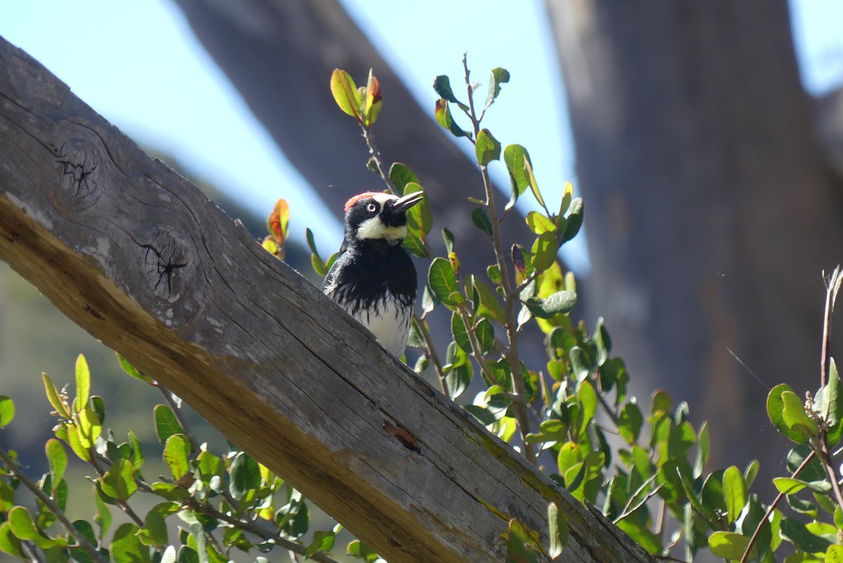 Acorn Woodpecker - ML643808264
