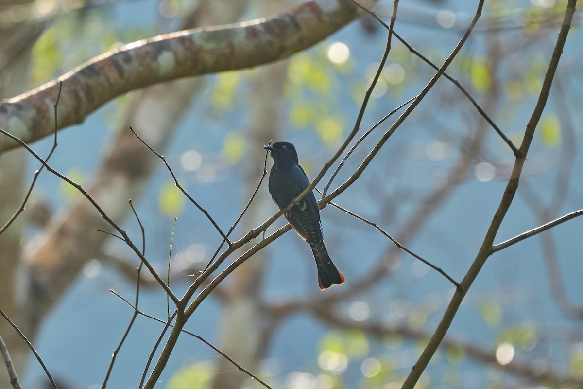 オウチュウカッコウ - ML643808267