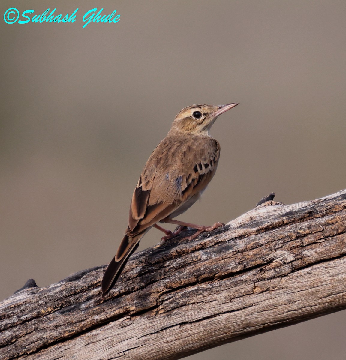 Long-billed Pipit - ML643808269