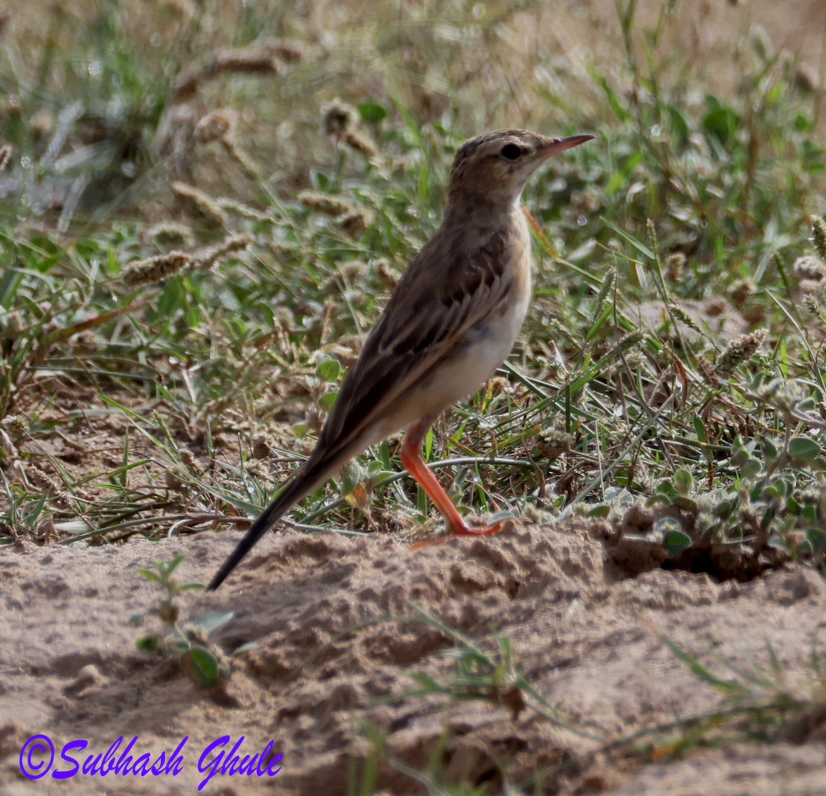 Long-billed Pipit - ML643808270