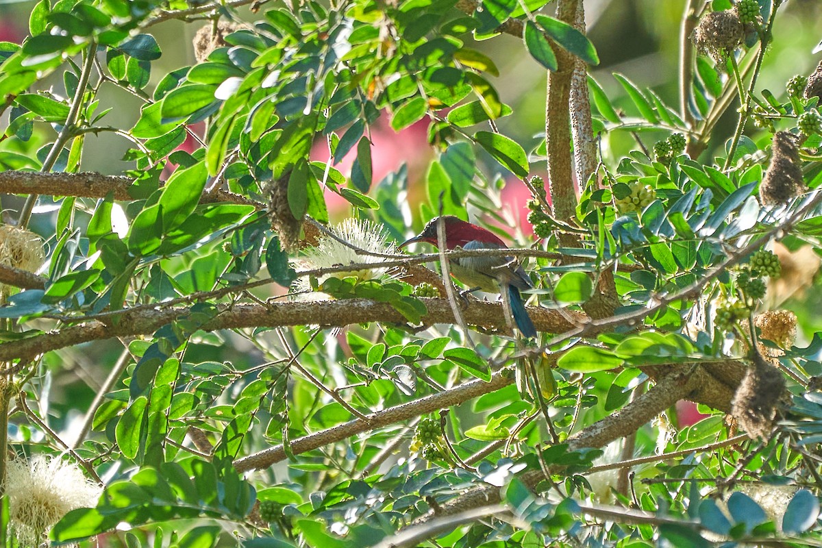 Crimson Sunbird - ML643808273