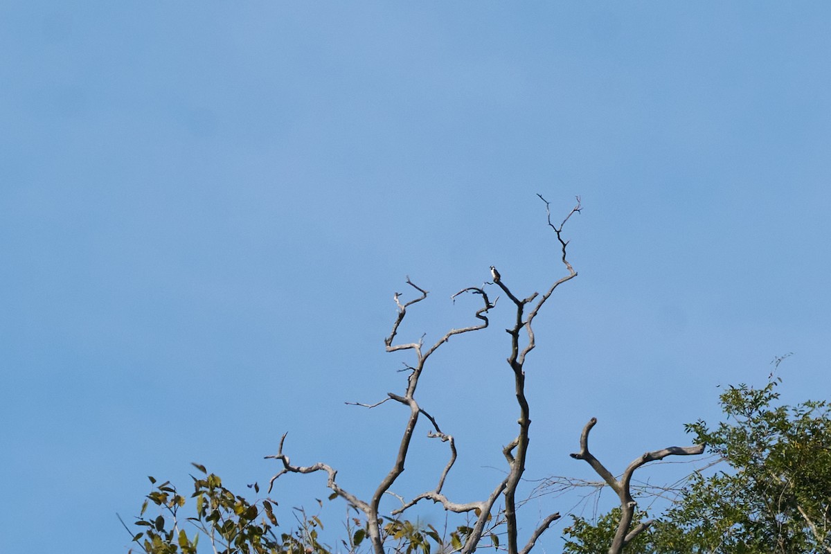 Falconete Acollarado - ML643808276