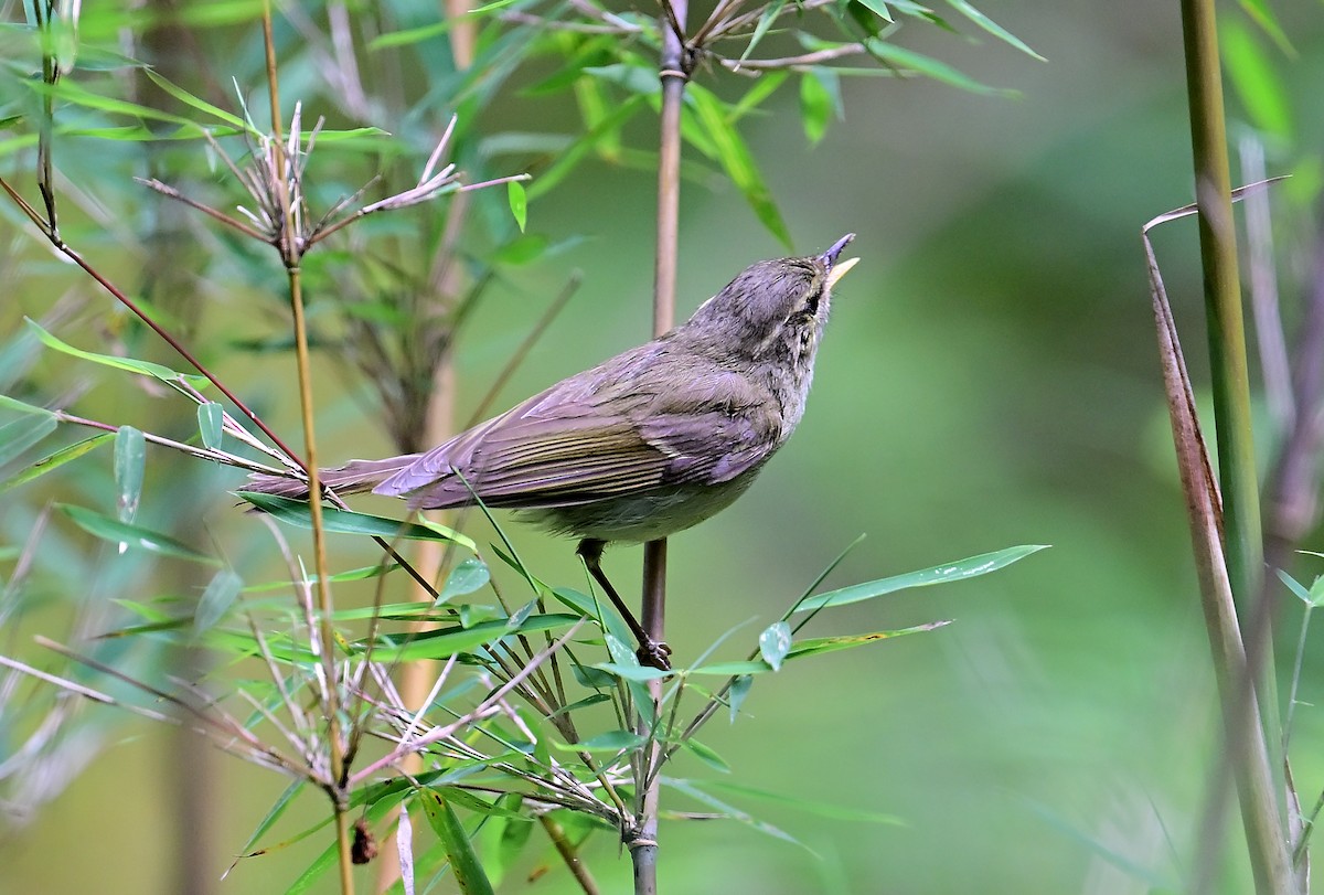 Greenish Warbler - ML643808282