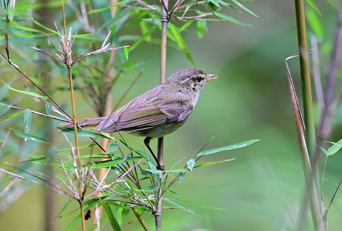 Greenish Warbler - ML643808283