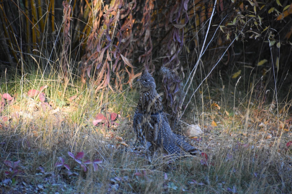 Ruffed Grouse - ML643808287