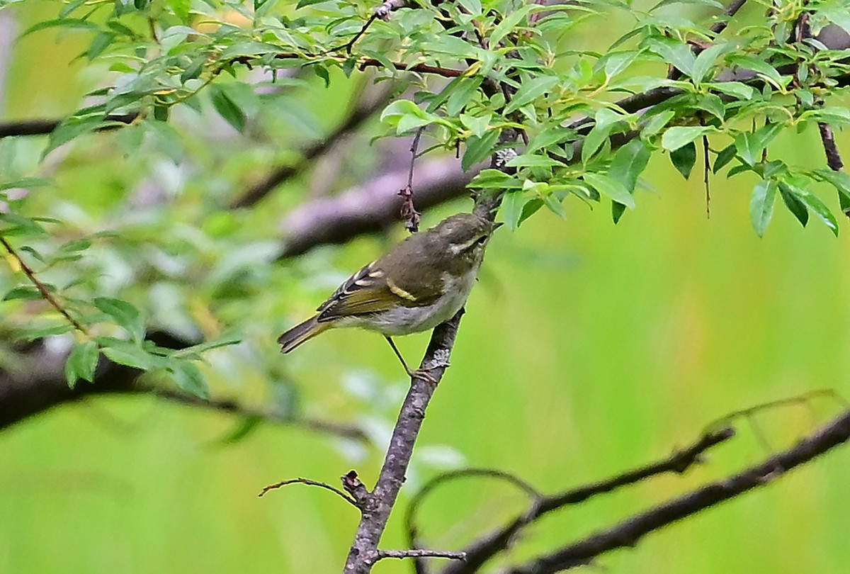 Buff-barred Warbler - ML643808289