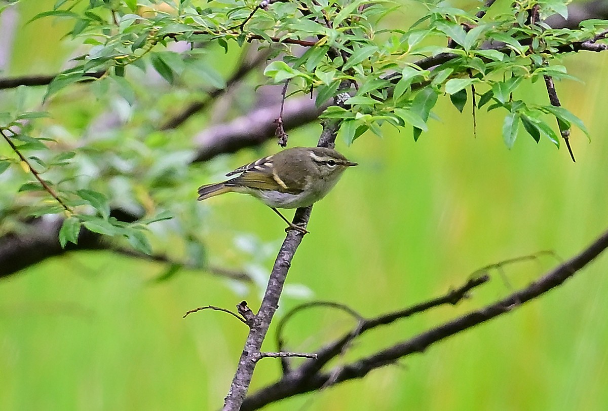 Buff-barred Warbler - ML643808290