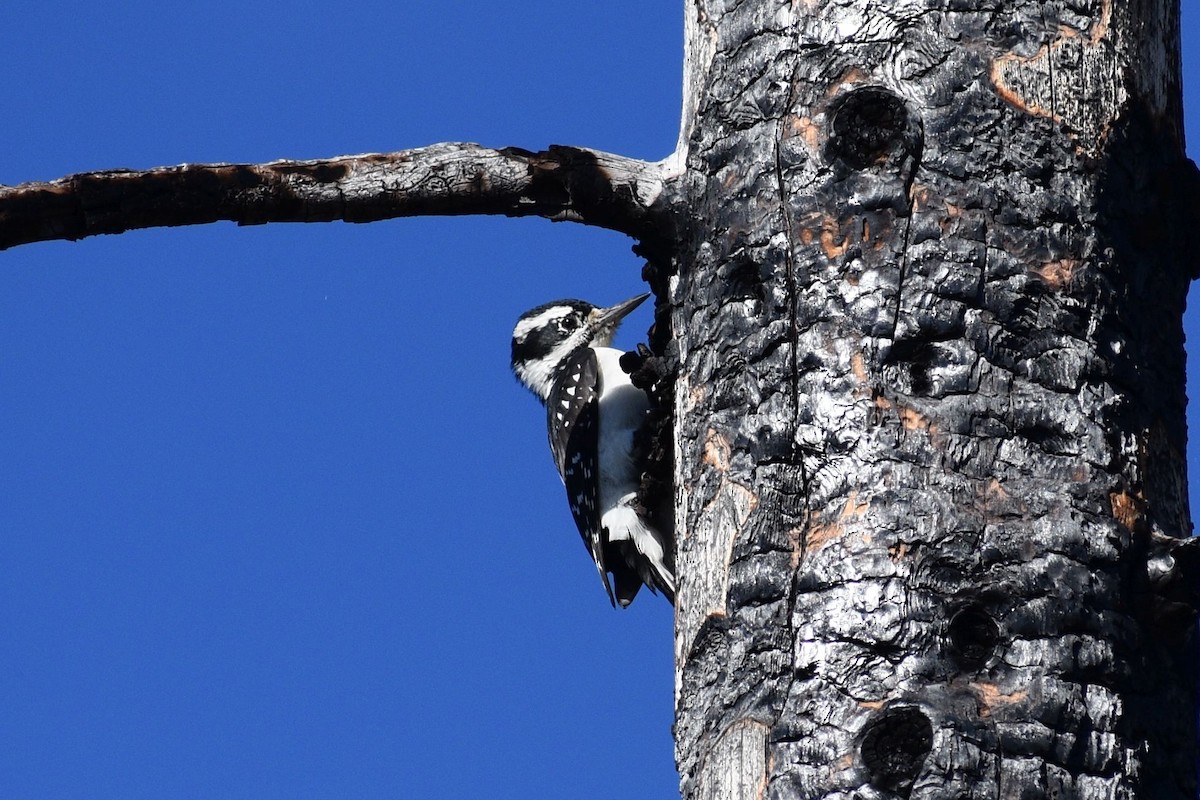 Hairy Woodpecker - ML643808293