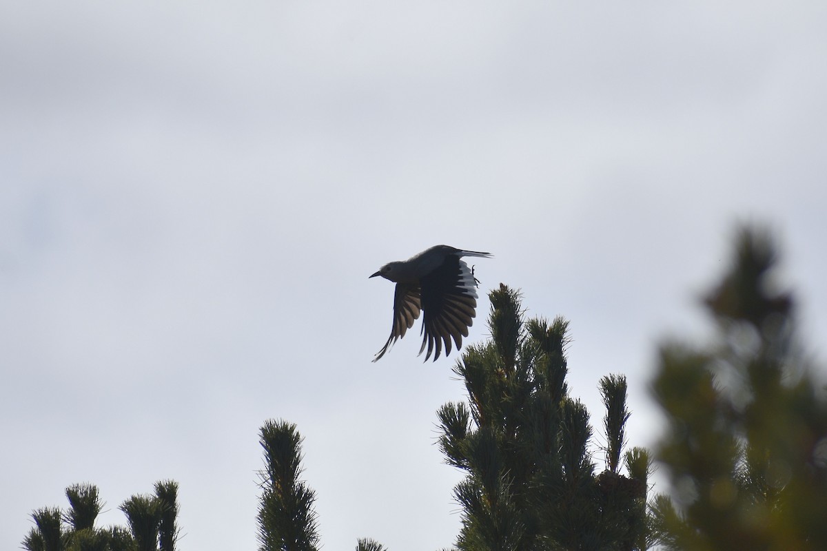 Clark's Nutcracker - ML643808304