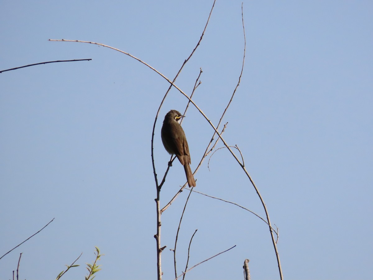 Yellow-faced Honeyeater - ML643808315