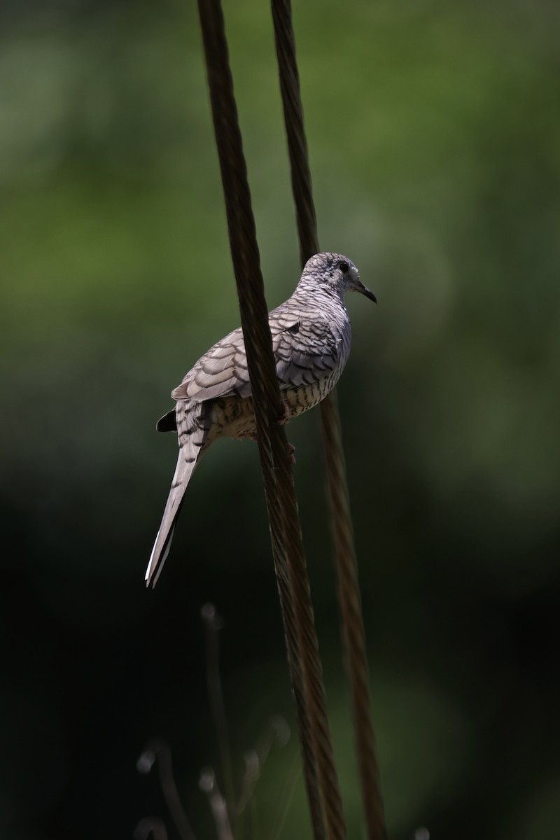 Inca Dove - ML643808319