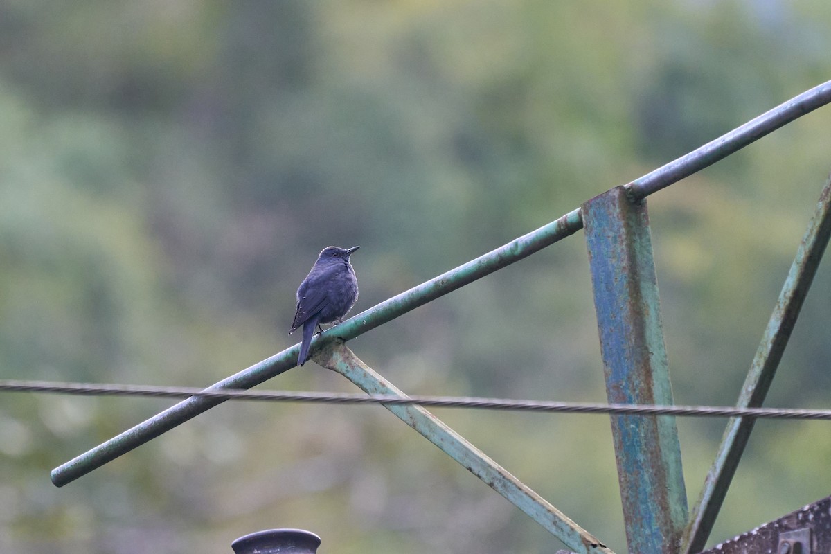 skalník modrý (ssp. pandoo) - ML643808320