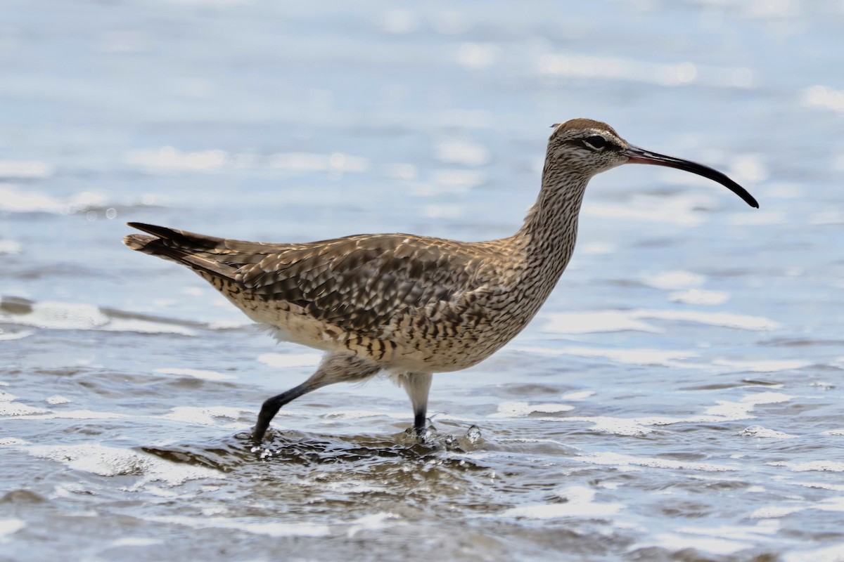 Chiurlo piccolo americano - ML643808321