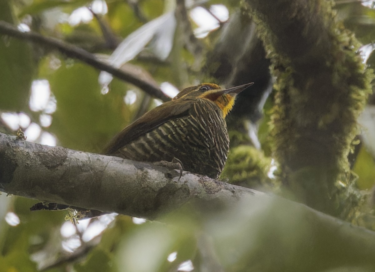White-browed Woodpecker - ML643808326
