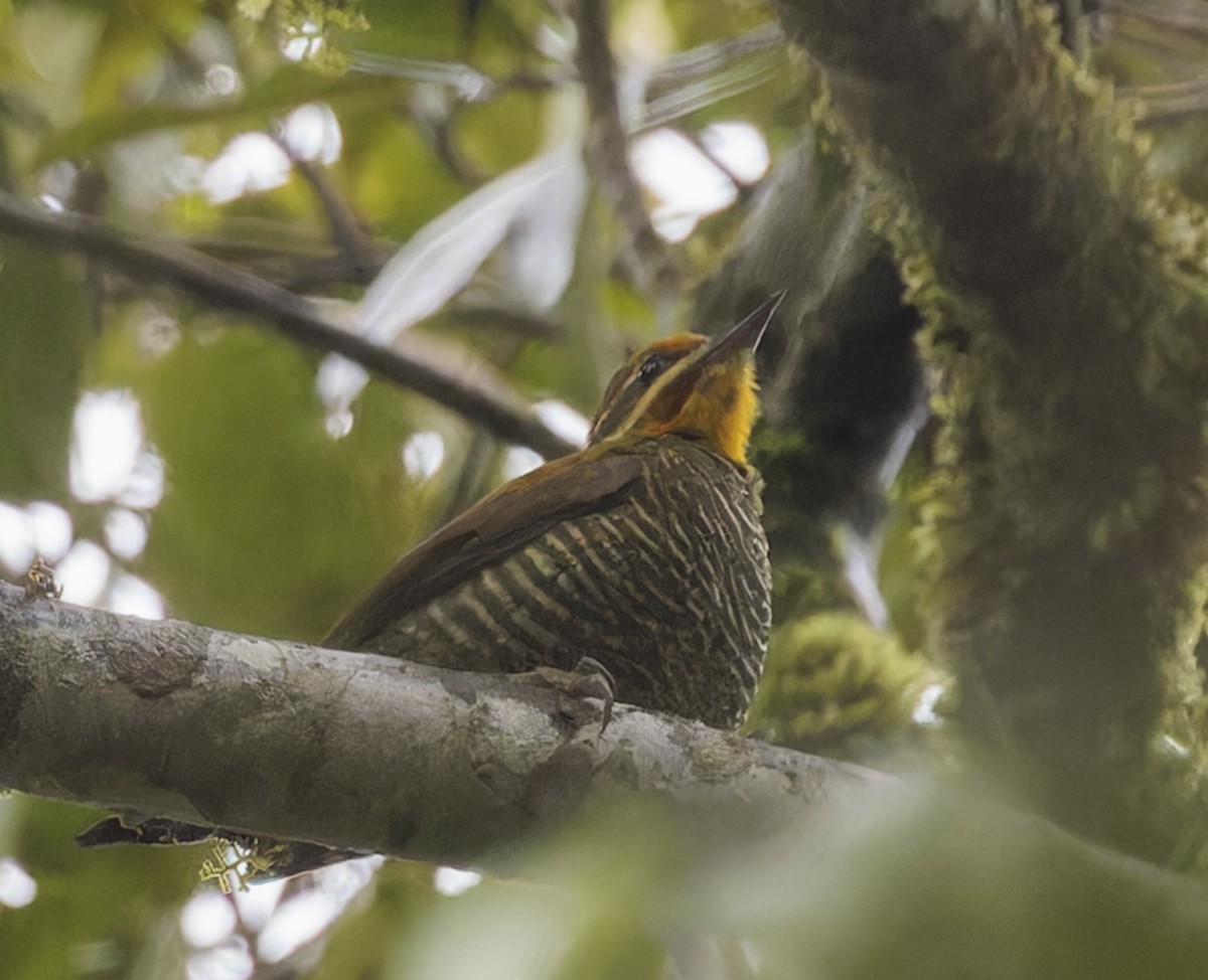 White-browed Woodpecker - ML643808327