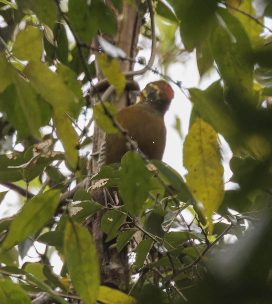 White-browed Woodpecker - ML643808328