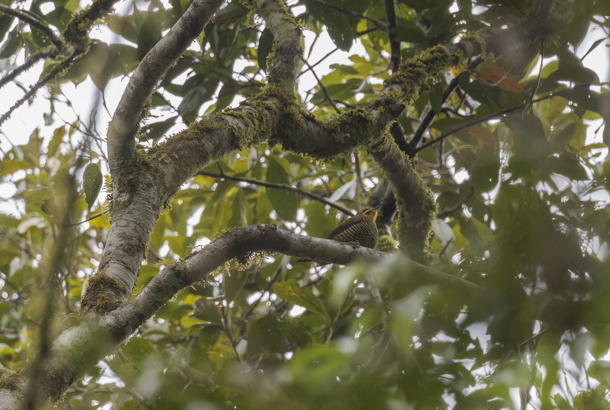 White-browed Woodpecker - ML643808329